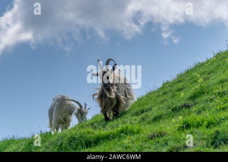 Point de vue bas sur deux chèvres sur la colline Banque D'Images
