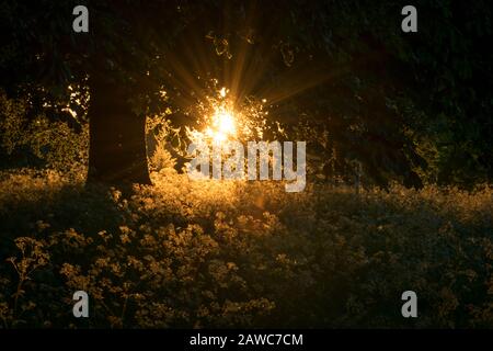 Coucher de soleil d'été derrière les feuilles d'arbre dans le champ de fleurs Banque D'Images