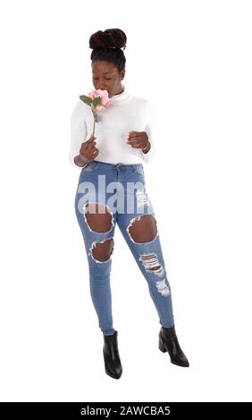 Une jeune femme afro-américaine grande debout dans un Jean déchiré, qui a frappé une rose rose, isolée pour un fond blanc Banque D'Images