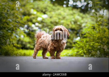 joli petit chien debout sur un pont en bois dans la forêt Banque D'Images