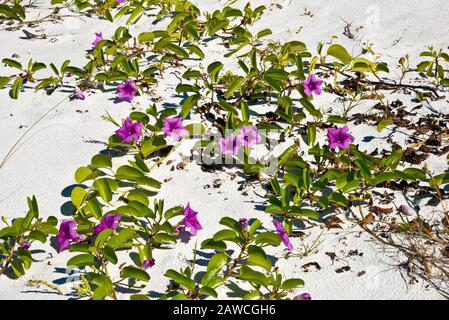 Un matin de plage Glory Railroad Vine poussant sur la plage Banque D'Images