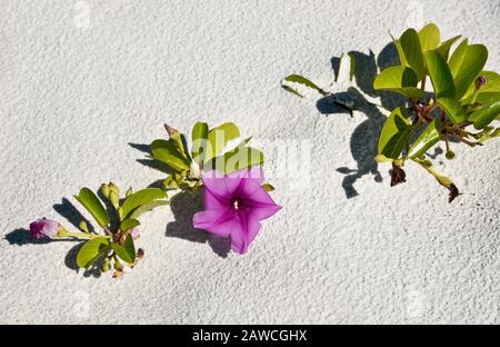 Un matin de plage Glory Railroad Vine poussant sur la plage Banque D'Images