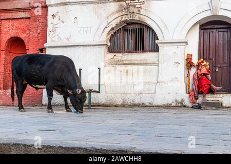 Pashupatinath, Katmandou, Népal, Asie - 16 décembre 2019: La vache Sainte mange de la nourriture du sol à côté de l'homme Saint Sadhu dans le complexe des temples Banque D'Images