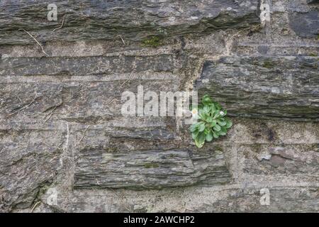 Isolé solitaire commun Daisy / Bellis perennis plante qui pousse dans le mur de pierre. Daisy autrefois utilisé comme plante médicinale dans les remèdes à base de plantes. Pour l'isolement. Banque D'Images