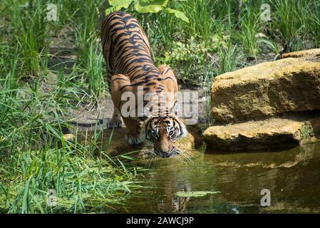 Tigre de Sibérie buvant dans un étang tout en regardant le photographe Banque D'Images