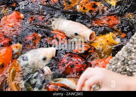 Groupe affamé de poissons koï multicolores sympathiques qui attendent d'être nourris. L'accent est mis sur le poisson et non sur la main humaine. Banque D'Images