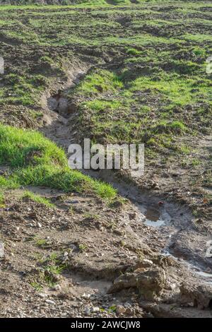 Canal d'érosion par l'eau / canaux de lavage par érosion par les rill dans le champ arable du Royaume-Uni où la pluie a lavé la terre arable. Érosion de l'eau de surface, perte du sol, ravin du sol. Banque D'Images