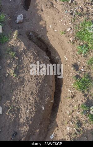 Canal d'érosion par l'eau / canaux de lavage par érosion par les rill dans le champ arable du Royaume-Uni où la pluie a lavé la terre arable. Érosion de l'eau de surface, perte du sol, ravin du sol. Banque D'Images