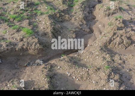 Canal d'érosion par l'eau / canaux de lavage par érosion par les rill dans le champ arable du Royaume-Uni où la pluie a lavé la terre arable. Érosion de l'eau de surface, perte du sol, ravin du sol. Banque D'Images