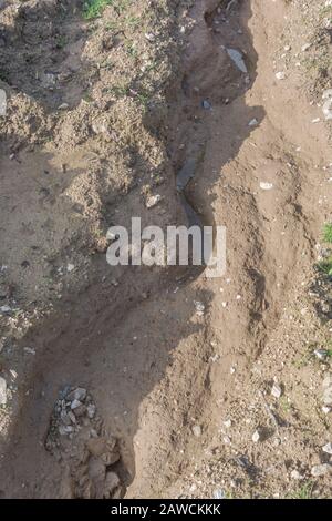 Canal d'érosion par l'eau / canaux de lavage par érosion par les rill dans le champ arable du Royaume-Uni où la pluie a lavé la terre arable. Érosion de l'eau de surface, perte du sol, ravin du sol. Banque D'Images