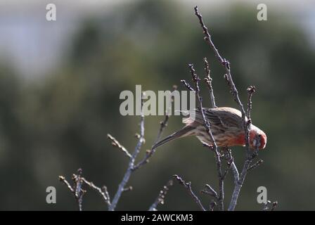 Arizona House Finch Sur Les Banches D'Arbre En Janvier Banque D'Images