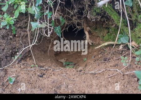 Trou de lapin à Cornish hedgeriw. Métaphore vers le bas du trou de lapin, théories du complot, terriers d'animaux, entrant dans l'inconnu, course de lapin, refuge sûr. Banque D'Images