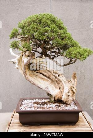 Arbre de Juniper bonsai de Californie à maturité miniature qui pousse dans un conteneur en pot. Banque D'Images