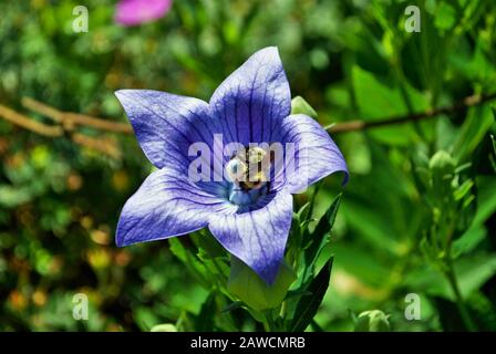 gros plan d'un bleu platycodon grandifloras aka phylactère fleur dans le jardin Banque D'Images