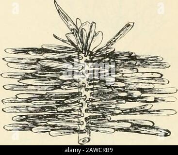 Arbres; un manuel de botany forestier pour les bois et le laboratoire . Fig. 2. La pousse latérale horizontale d'Acer platanoides, Norway Maple, vue de dessus et montrant l'arrangement et l'affichage des theleaves (K). Apparemment arrangé de manière distique, droite et gauche de la branche, ou en série latérale, comme si peigné à l'eachside, bien que l'inspection plus proche montre que leur phyllo-taxy est très différente, Et que le changement de l'affichage soit dû à des brindilles des pétioles (Fig. 3). Des brindilles similaires sont concernées par la disposition des feuilles de l'Ivy, du Ficus repens et d'autres plantes qui Banque D'Images