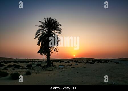Arbre solitaire derrière la vue du lever du soleil dans le désert - Al Hasa Arabie Saoudite. Banque D'Images