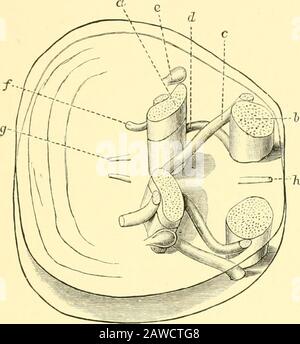 L'histoire naturelle de Cambridge . nd décrit le brieflyon p. 502. Les muscles des Ecardines diffèrent de ceux des Testi-cardines dans la mesure où ils ne se terminent pas dans un tendon, mais les fibres musculaires passent directement de la coque à la coque. Theyare aussi plus nombreux. Dans Crania, il y a une paire antérieure postérieure de muscles occlusor et deux paires d'obliquemuscles, qui semblent quand ils se contractent ensemble pour déplacer la coquille dorsale vers l'avant, ou quand ils contractent alternativement le tostoscalent légèrement. Dans ce genre, il y a aussi une paire de tracteurs pro- LE SYSTÈME MUSCULAIRE 477 et une paire de tracteurs, A Banque D'Images