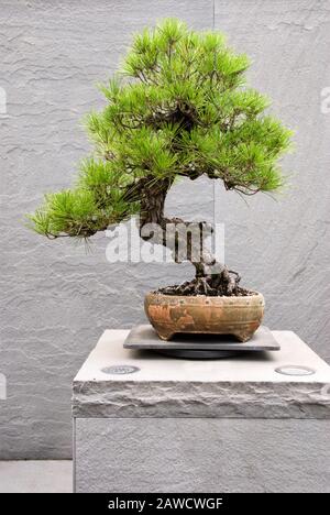 Arbre bonsai de pin noir de liège japonais, croissant dans un récipient en pot. Cet arbre est en formation depuis 1936. Banque D'Images