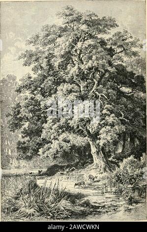 Arbres; un manuel de botany forestier pour les bois et le laboratoire . Quercus Robur. Le chêne (K).treeshandbookoff02wartduoft Banque D'Images