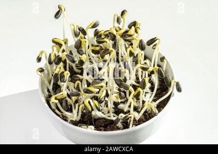 Des tournesols se frapissent dans un bol blanc et poussent dans le terreau. Germes et microverts de Helianthus annuus, le tournesol commun. Banque D'Images