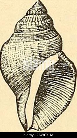 Rapport du comité naval à la Chambre des représentants, août 1850, en faveur de l'établissement d'une ligne de navires à vapeur par courrier sur la côte ouest de l'Afrique, et de la fin de la Méditerranée à Londres; . et ce n'est pas en grande abondance.Les grands champs de Gorgonias, qui embellissent les eaux des récifs de nombreuses îles de l'Ouest de l'Inde, veulent ici et avec lui, bien sûr, l'hôte de brillatlyHJEMASTOM. Colorcd formes associées wifli eux. Parmi les Échinodermes Diadema setosum, Echinometrasubangularis et Mcllita pentapora, sont extrêmement abondants. Les moUusks étaient les Banque D'Images
