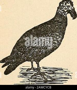 Rapport du comité naval à la Chambre des représentants, août 1850, en faveur de l'établissement d'une ligne de navires à vapeur par courrier sur la côte ouest de l'Afrique, et de la fin de la Méditerranée à Londres; . se sont les buzzards à plumage foncé, ou zophlo-tes (^Catharista alrata), qui sont toujours en alerte de ramassage et de dévorer la matière de déchets de toute sorte trouvé dans les rues ou sur les maisons. Ils combattent même les amongeux pour des morceaux de déchets convoités sur le dessus des théwagons, et souvent le wagon WIU être à moitié emptiedavant qu'il atteigne le lieu de dumping.Ils sont sagement protégés par la loi,et un Banque D'Images