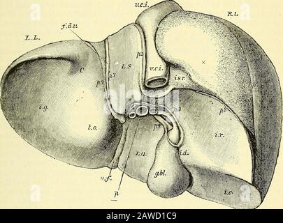 Les éléments de l'anatomie de Quain . r, mais aussi des parties de ce qui ont jusqu'ici été détournés comme appartenant à la surface inférieure, à savoir une partie du lobe gauche, et l'ensemble du lobe Spig-elian), regarde complètement vers l'arrière, et peut donc FORMER LE LIYEE. 621 être plus correctement décrit comme formant une troisième surface ou une surface postérieure. TMS modeof description des surfaces WuL donc être suivi ici. La surface supérieure de l'organe est convexe, lisse et couverte de péritoine. Il est marqué dans une partie droite, large et convexe, et une partie gauche, plus petite et plus plate, par la ligne de l'accessoire o Banque D'Images
