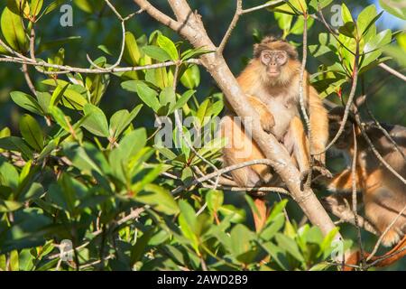 Colobus rouge occidental, ou Colobus Bay (Procolobus badius), femme assise dans un arbre, Gambie. Banque D'Images