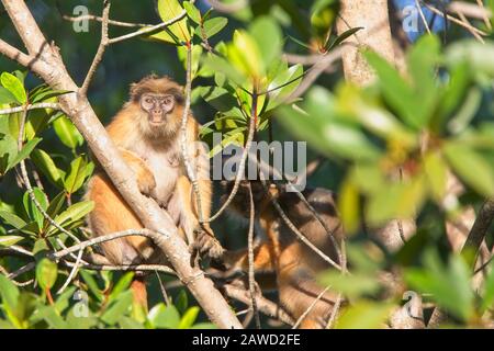 Colobus rouge occidental, ou Colobus Bay (Procolobus badius), femme assise dans un arbre, Gambie. Banque D'Images