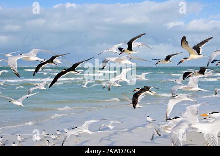 Un Grand groupe de mouettes qui prennent le vol de la plage Banque D'Images