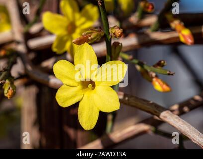 Jasmin jaune d'hiver 'Jasminum nudiflorum' dans le jardin Banque D'Images