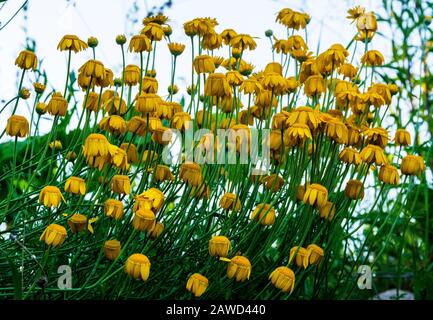 L'ACPT tinctoria Banque D'Images