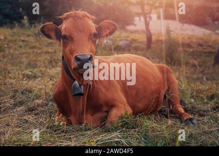 La vache REDEHEAD avec cloche autour de son cou repose sur le champ dans les Alpes. Banque D'Images