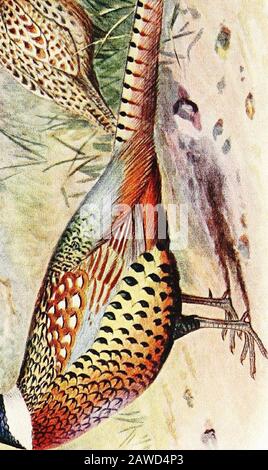 Faisans; leur histoire naturelle et leur gestion pratique . t MMM. M o m .- A.. &lt;,1 HAGENSECKS PHEASANT. 191 tave un groand-color crémeux-blanc, deux bandes sub-terminale trans-verse entières vertes, puis deux barres trans-Terse fumé-noir sur la partie médiane de la plume. Thisdonne au bas du dos et rump une apparence beaucoup plus mottledaspect dans P. hagenbecki, qui a aussi les bas et plus grandes ailes couvre plus clair bleu-gris. Le devant du col de cygne et les côtés sont verts gras, au lieu de bleuets violets et verts gras. Aile 26 cm. (LOj pouces) ; 51 cm de profondeur. (21^ pouces). Hab., Vallée De Kobdo Banque D'Images