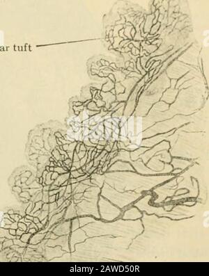L'anatomie humaine, y compris la structure et le développement et les considérations pratiques . UM et devient convertie en une couche de tissu subarachnoïdien lâche. Où, d'autre part, l'arachnoïde enferme des espaces de taille considérable, comme il le fait sur la surface basale du cerveau, les trabeculae sont réduits en nombre à des fils de type toile d'araignée relativement peu longs qui s'étendent de l'arachnoïd au mater d'éfvp. Au-dessus des aspects supérieur et extérieur du cerebrum et du cerebellum, l'arachnoïde suit, d'une manière générale, le contour du cerveau. Toutefois, sur la surface ventrale, il est possible d'itbridges à partir de l'élévation médiane Banque D'Images