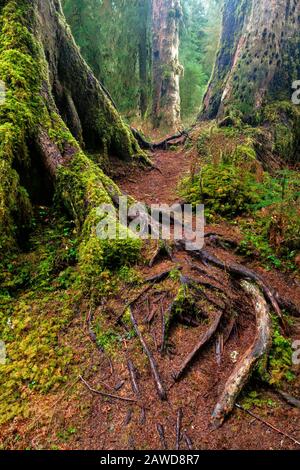 WA17413-00 .... WASHINGTON - Arbres le long de la salle des Mosses trim dans la forêt tropicale de Hoh du Parc National Olympique. Banque D'Images