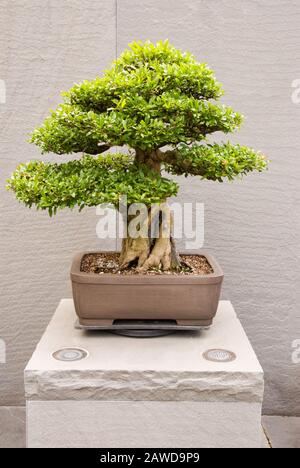 Un arbre Punica granatum Pomegranate bonsai qui pousse dans un récipient en pot. Cet arbre est en formation depuis 1963. Banque D'Images