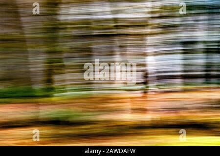 WA15421-00... WASHINGTON - arbres abstraits dans le parc national olympique. Banque D'Images