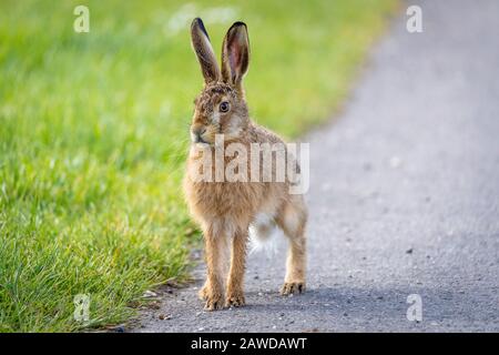 Wild hare belle fermer jusqu'au soleil du soir. Une précision de la Lièvre brun (Lepus europaeus) photographié dans Dorset sur un petit pays en voie e Banque D'Images