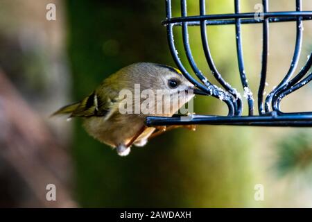 Goldcrest, (Regulus Regulus Regulus), Scotstown Moor, Aberdeen, Écosse, Royaume-Uni Banque D'Images
