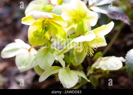 Jardins du Royaume-Uni - gros plan de Helleborus x nigercors 'HGC Green Corsican' Hellebore Hybrid rétroéclairé par le soleil. Banque D'Images