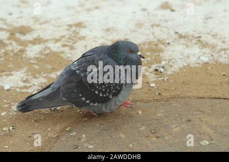 Les pigeons de la ville se promècissent sur la neige sale et le sable gelé. Faune urbaine. Bel animal. Banque D'Images