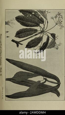 Bulletin agricole de la série Straits et Federated Malay StatesNew . Getah Jelutong (Hook Dyera Costulata). BULLETIN AGRICOLE DES ETATS DU DÉTROIT ET DE LA MALAISIE FÉDÉRÉE. N° 3.] MARS 1903. [Vol II. JELUTONG (Dyera Costulata). Plaques III et IV L'arbre Jelutong Dyera Costulata est l'un des plus grands arbres de la péninsule de Malay, atteignant une hauteur de plus de deux cents pieds.Il appartient à l'ordre Apocynacetc et est allié à Alstonia. Le Thestem est recouvert d'écorce grise, et est droit et cylindrique, remarquable pour n'avoir pas de contreforts, une cirstanciéine très inhabituelle un arbre qui l'atteint Banque D'Images