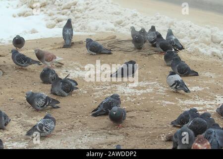 Les pigeons de la ville se promècissent sur la neige sale et le sable gelé. Faune urbaine. Bel animal. Banque D'Images