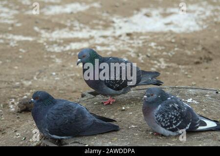 Les pigeons de la ville se promècissent sur la neige sale et le sable gelé. Faune urbaine. Bel animal. Banque D'Images