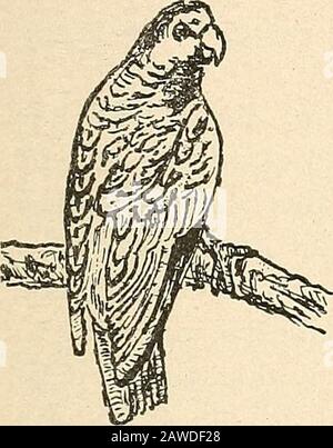 Rapport du comité naval à la Chambre des représentants, août 1850, en faveur de l'établissement d'une ligne de navires à vapeur par courrier sur la côte ouest de l'Afrique, et de la fin de la Méditerranée à Londres; . en prenant lentement hershawl de sa tête, s'est placé en face du youngman, à une distance d'environ huit pieds, et a commencé danc-ing. La danse a été appelée la toros, ou le taureau. Les artistes de théâtre ont parfois changé d'endroit; quand la tunée a fini, la femme a quitté. Le maître des cérémonies, appelé le basanero, a de nouveau marché le long de la ligne, et a touché une autre femme de la même manière, et Banque D'Images