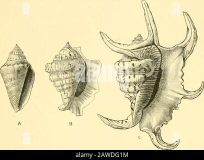 L'histoire naturelle de Cambridge . ip épaissir, canal court, operculum en forme de griffe, cranté, noyau terminal. Tertiaire -. Genre unique, Struthiolaria (subg., Perissodonta, dents marginales multipliées). Fam. 38. Cypraeidae.—Mantle avec deux larges lobes latéraux reflétés et se rencontrant sur la coquille, siphon petit; andlat central(dents u-al légèrement tricuspide ou multicuspide, lateraux fairlylarge, bords brodés ou finement pectinate; Coque polie, solide, spire généralement dissimulée dans l'adulte ou superposée à l'émail, ouverture droite, étroite, presque aussi longtemps que la coquille, crantée à MONOTOTOCARDIA TAENIOGLOSSA Banque D'Images