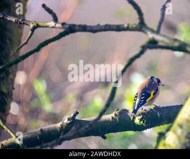 Un Chardonneret perché sur une branche dans un arbre de la cerise à la recherche de nourriture dans un jardin en Alsager Cheshire England Royaume-Uni Banque D'Images