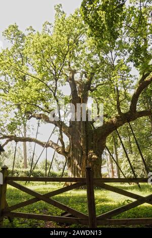 Monument naturel - plus de 1000 ans, le plus vieux chêne de Pologne. Appelé Bartek. Banque D'Images