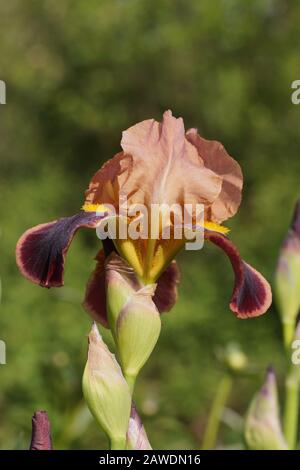 Une plante avec des fleurs impressionnantes, la décoration de jardin. Iris germanica est le nom d'une espèce de plantes fleuries de la famille des Iridaceae communément kno Banque D'Images